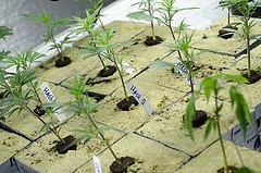 Medical marijuana being grown